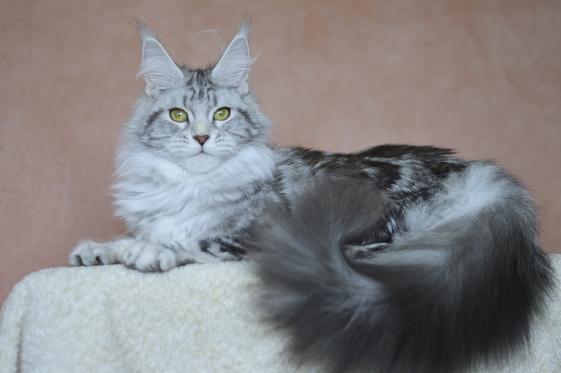 Udacha Akbars - Junior maine-coon 7 months 0.5 weeks