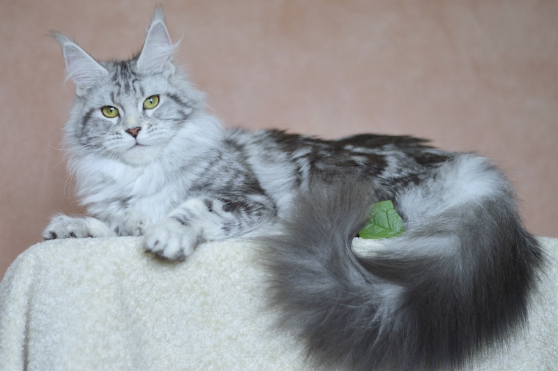 Udacha Akbars - Junior maine-coon 7 months 0.5 weeks