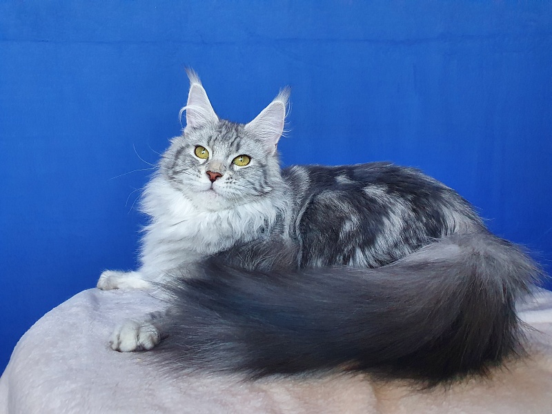 Udacha Akbars - Junior maine-coon 8 months