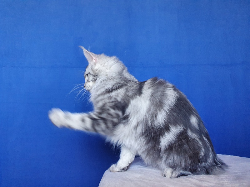 Udacha Akbars - Junior maine-coon 8 months