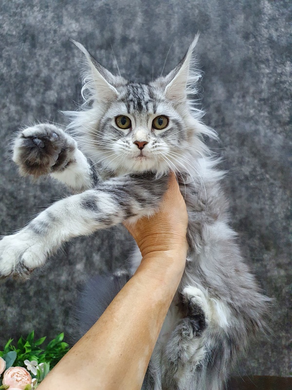 Udacha Akbars - Kitten maine-coon 3 months 1 week