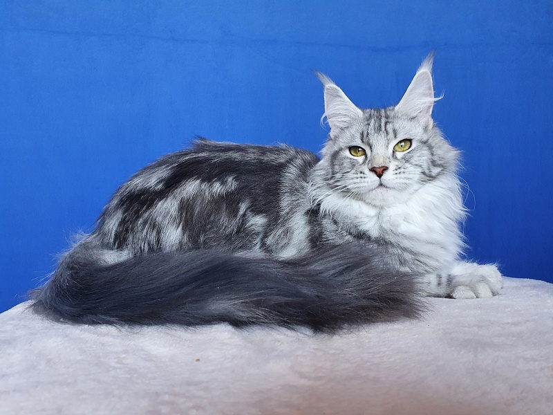 Udacha Akbars - Junior maine-coon 8 months
