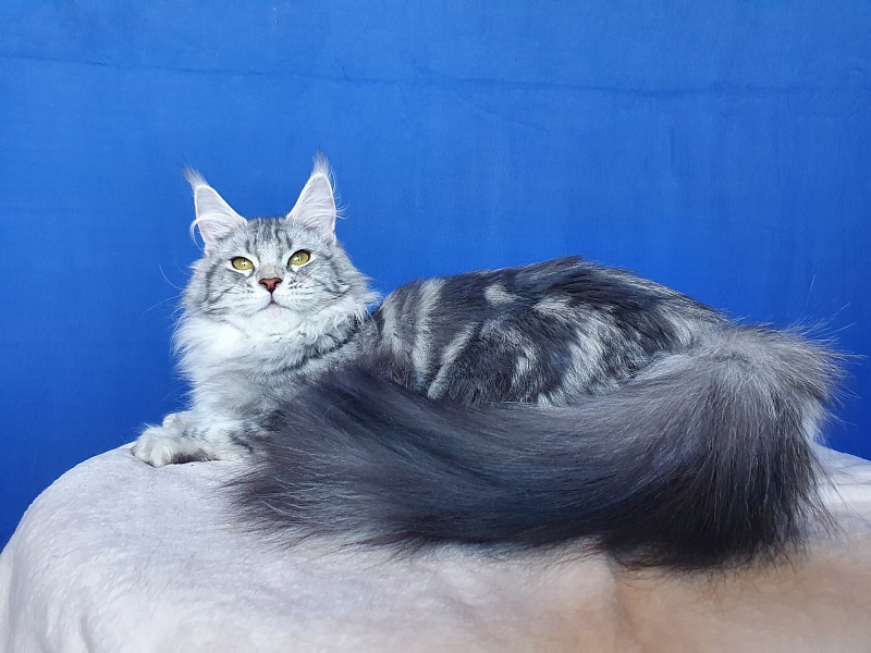 Udacha Akbars - Junior maine-coon 8 months