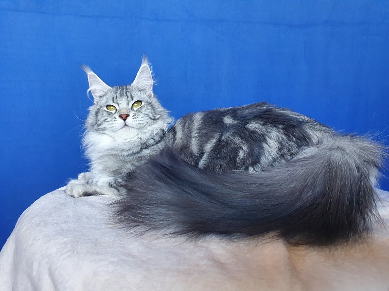 Udacha Akbars - Junior maine-coon 8 months