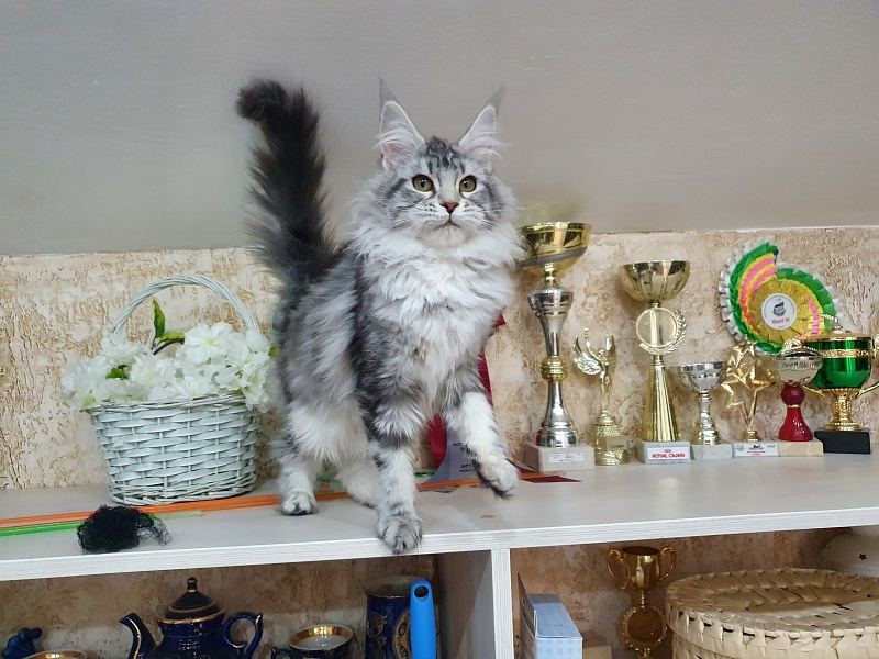Udacha Akbars - Kitten maine-coon 4 months 3 weeks