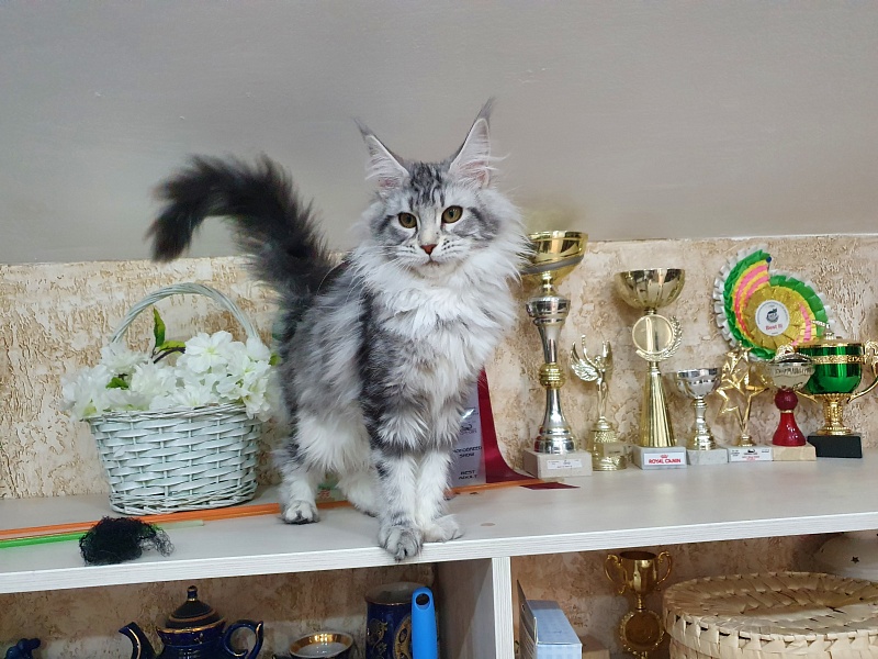 Udacha Akbars - Kitten maine-coon 4 months 3 weeks