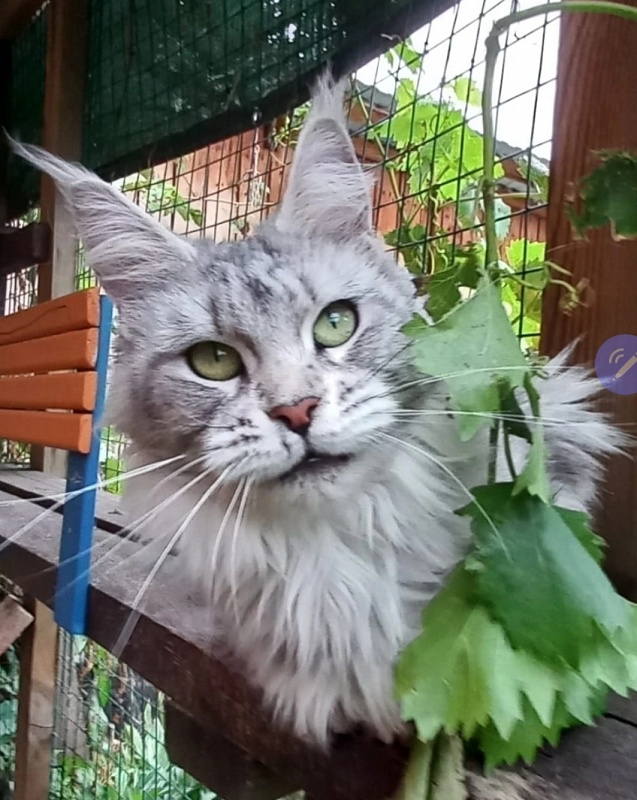 Udacha Akbars - Adult maine-coon 1 year 10 months 3 weeks