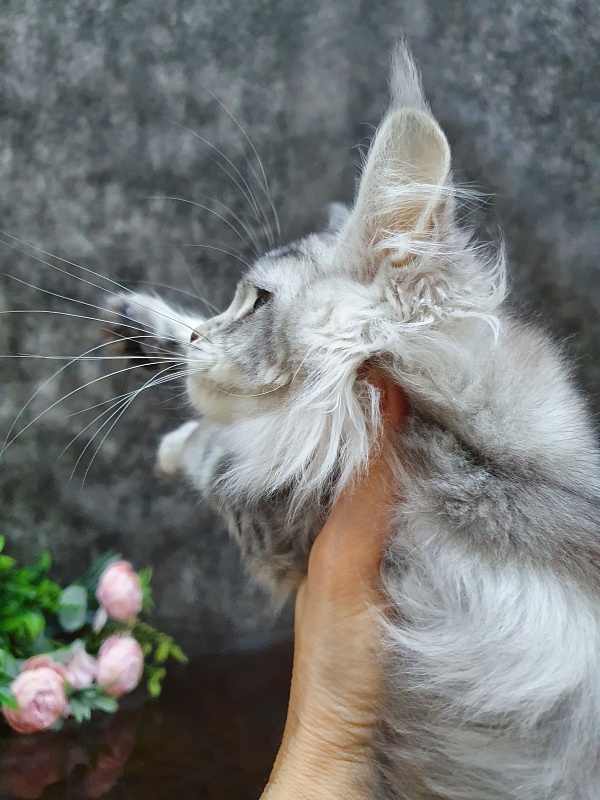 Udacha Akbars - Kitten maine-coon 3 months 1 week