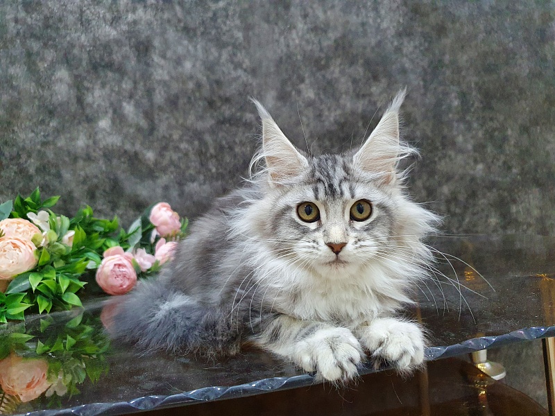 Udacha Akbars - Kitten maine-coon 3 months 1 week