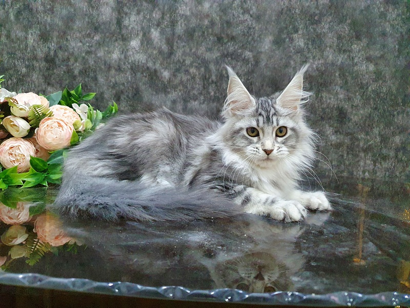 Udacha Akbars - Kitten maine-coon 3 months 1 week