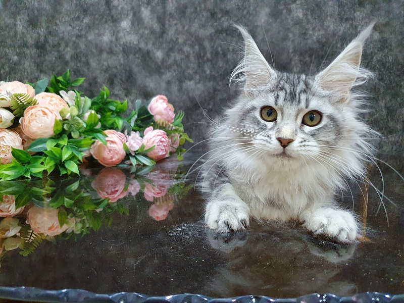 Udacha Akbars - Kitten maine-coon 3 months 1 week