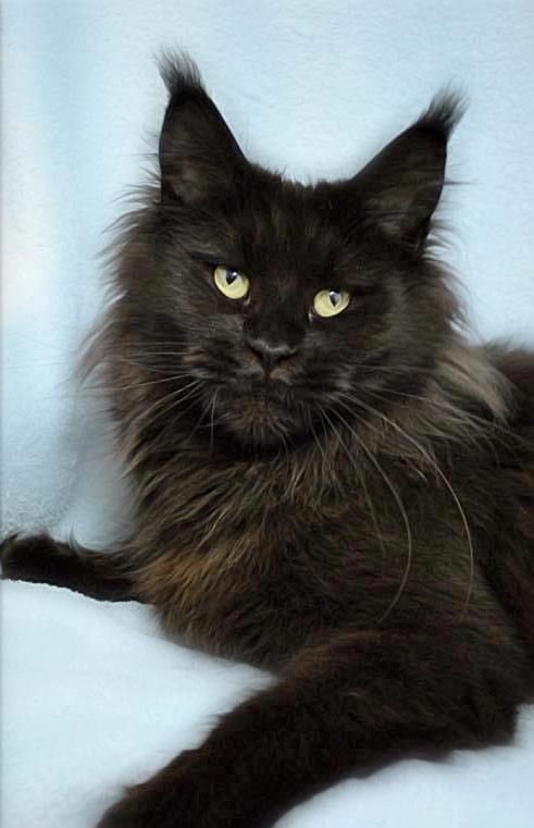 Stormy Highlander's Black Magic - maine-coon
