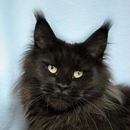 Stormy Highlander's Black Magic