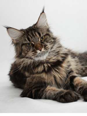 Big Giants Resort's Colbie Caillat - maine-coon 12/21/2010