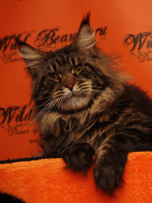 Wildbeautycoon's Saigon - мейн-кун 05.05.2014