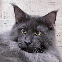 Hawkwind's Blue Moon