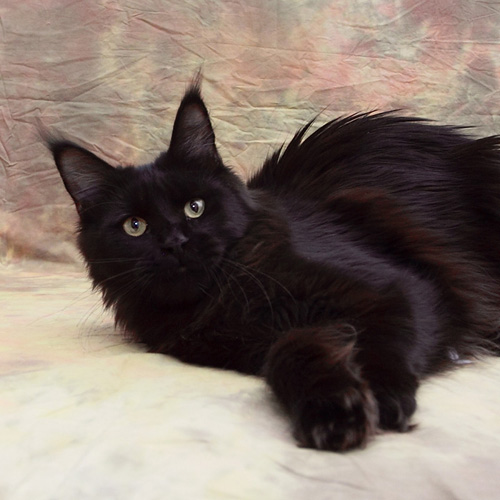 Mainelynx Messina Gangstercat - мейн-кун 03.11.2011