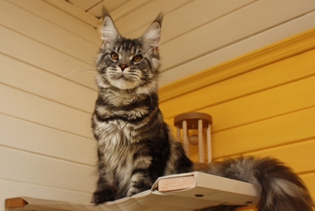 Wildbeautycoon's Oro D'Amore - мейн-кун 01.10.2015