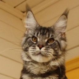 Wildbeautycoon's Oro D'Amore