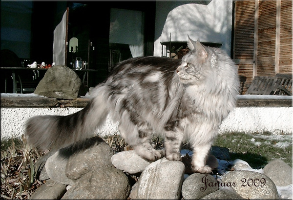 Top Coon Caruso - Adult maine-coon 3 years 3 months