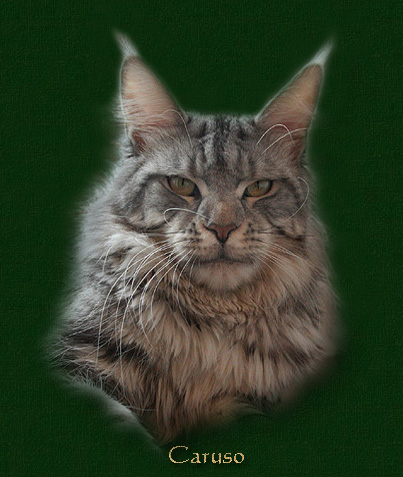 Top Coon Caruso - maine-coon