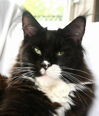 Dotcom Ivor Novello - maine-coon