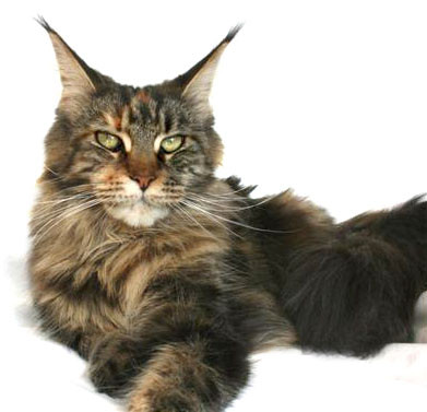 Tojo Polaris Irma Thomas - maine-coon