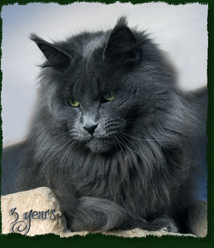 Tojo Polaris Nelly Amor - maine-coon 01/15/2012