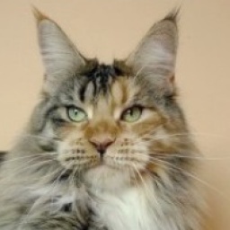 Supernova Cool Like Cloe