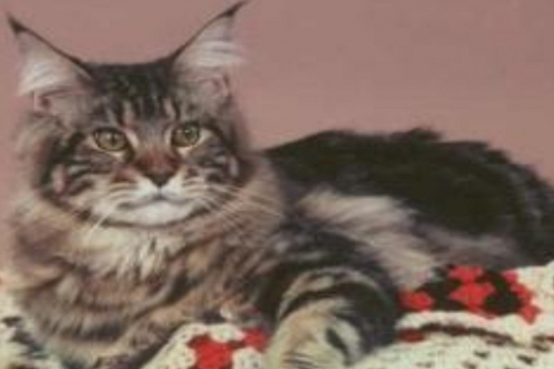 Capecoon's Brewstar of Mainekat - мейн-кун