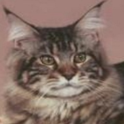 Capecoon's Brewstar of Mainekat