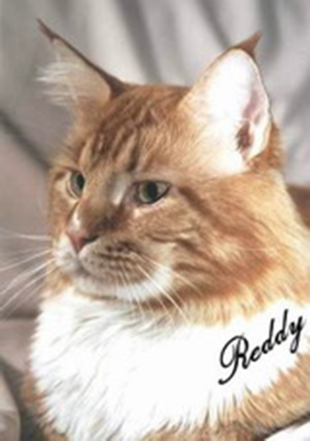 McKittycreek Reddy - maine-coon