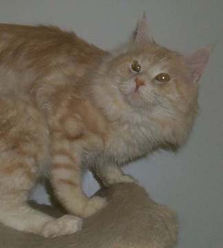 Tabbyskins Santa Fe of Willowplace - maine-coon