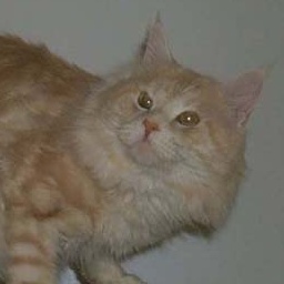 Tabbyskins Santa Fe of Willowplace