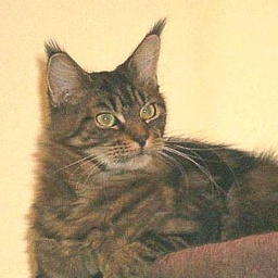 Willowplace Magnificent Maude