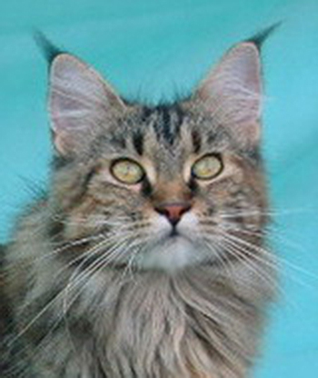 Willowplace Merry of Csak's Coon - maine-coon