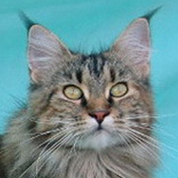 Willowplace Merry of Csak's Coon