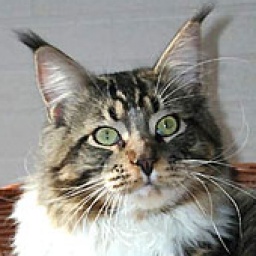 Langstteich's C.Countdown