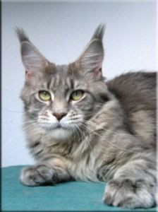 Langstteich's Jamaica - мейн-кун