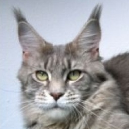 Langstteich's Jamaica