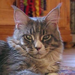 Langstteich's C.C. Juma