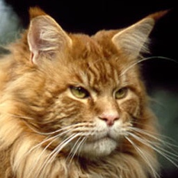 Langstteich's Dream-Dandy