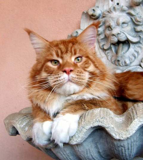 Justcoons Cross Fire - Взрослый мейн-кун 1 год 8 месяцев 0,5 недель