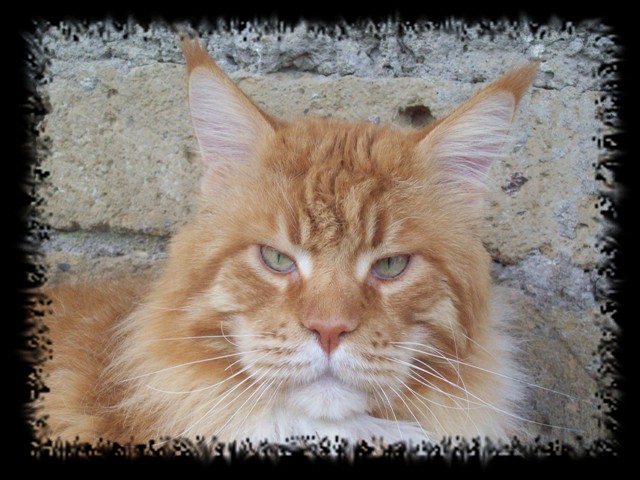 Justcoons Cross Fire - мейн-кун