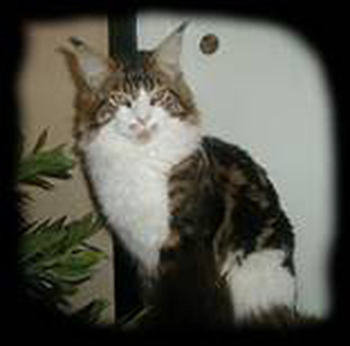 Pillowtalk's West Point - maine-coon