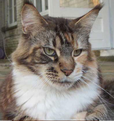 Florian's Pipella of Olmocabe - мейн-кун