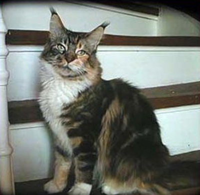 Florian's Pipella of Olmocabe - мейн-кун