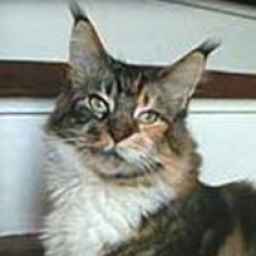 Florian's Pipella of Olmocabe