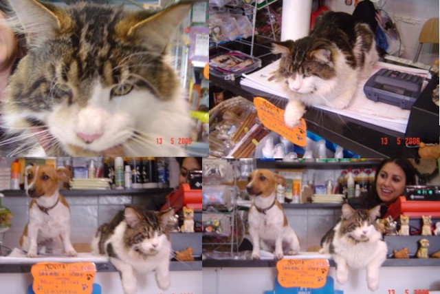 Olmocabe's Selius - Взрослый мейн-кун 2 года 4 месяца 1,5 неделя