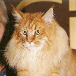 Guldfakse Chief Two Moons